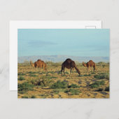 Carte Postale Camels, Tunisie (Devant / Derrière)