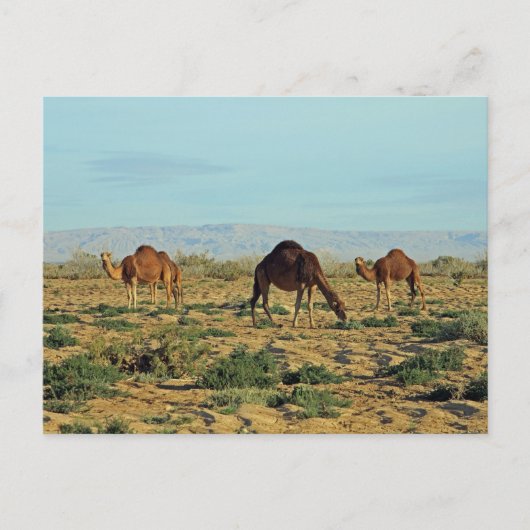 Carte Postale Camels, Tunisie (Devant)