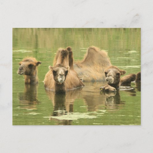 Carte Postale Camels Yum (Devant)