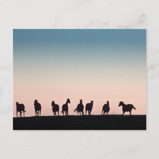 Carte Postale Camera Shy ! (Devant)