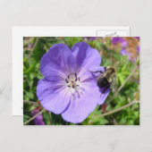 Carte Postale Camera Shy Bumble Bee (Devant / Derrière)