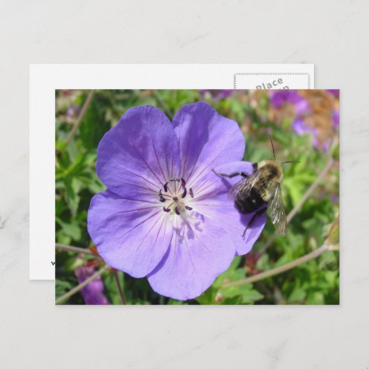 Carte Postale Camera Shy Bumble Bee (Devant / Derrière)