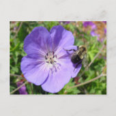 Carte Postale Camera Shy Bumble Bee (Devant)