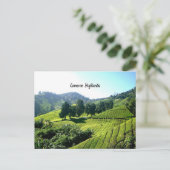 Carte Postale Cameron Highlands, Thé Plantation, Malaisie (Debout devant)