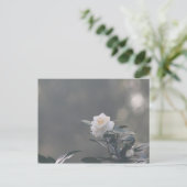 Carte Postale Camilla blanche (Debout devant)
