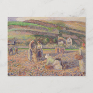 Carte Postale Camille Pissarro La Récolte De Pommes De Terre