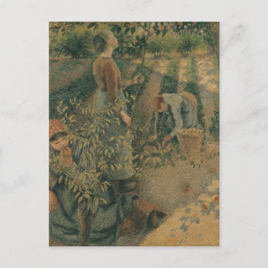 Carte Postale Camille Pissarro | The Apple Pickers, 1886 (Devant)
