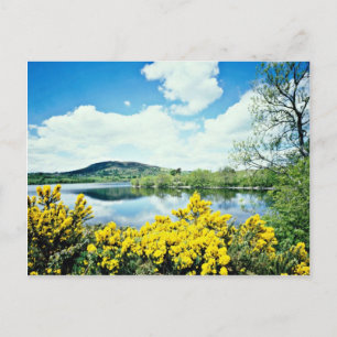 Carte Postale Camlough Lough, County Down, Irlande fleurs