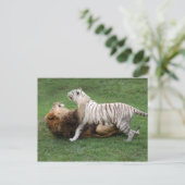 Carte Postale CamNzabu006 (Debout devant)