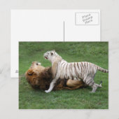 Carte Postale CamNzabu006 (Devant / Derrière)