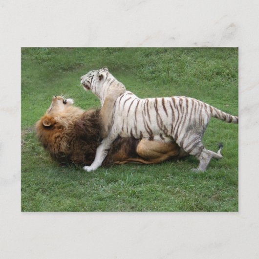 Carte Postale CamNzabu006 (Devant)