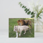 Carte Postale CamNzabu030 (Debout devant)