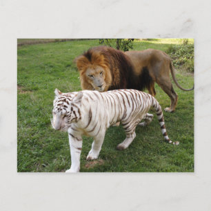 Carte Postale CamNzabu030