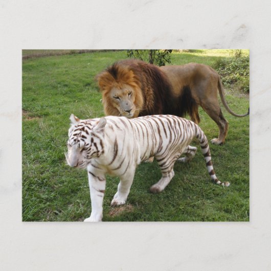 Carte Postale CamNzabu030 (Devant)