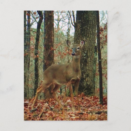 Carte Postale Camo, Cerf de Camouflage (Devant)