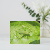 Carte postale Camouflage de cricket vert (Debout devant)