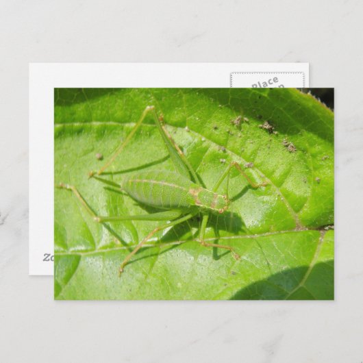 Carte postale Camouflage de cricket vert (Devant / Derrière)