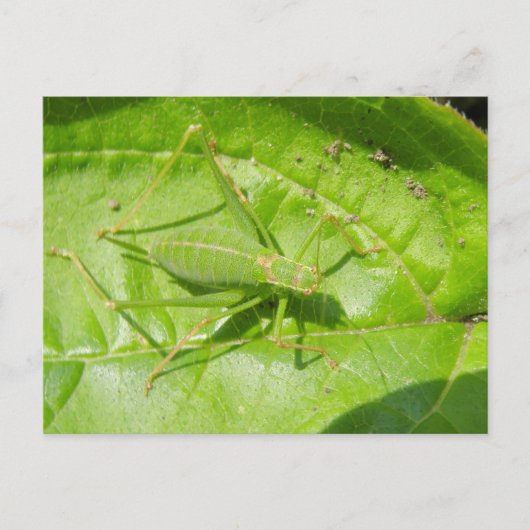 Carte postale Camouflage de cricket vert (Devant)