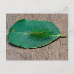 Carte Postale Camouflage de forêt tropicale