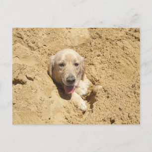 Carte Postale Camouflage de Golden Retriever