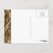 Carte Postale Camouflage par john (Dos)
