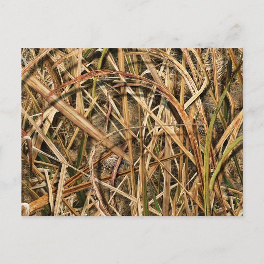 Carte Postale Camouflage par john (Devant)