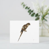 Carte Postale Camouflage Parakeet Silhouette (Debout devant)