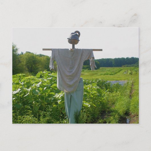 Carte Postale Campagne Jardin Scarecrow Nature (Devant)