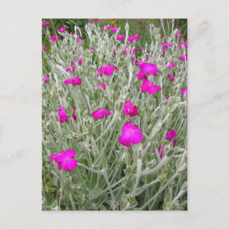 Carte Postale Campagne Rose de fleurs roses dans un jardin angla