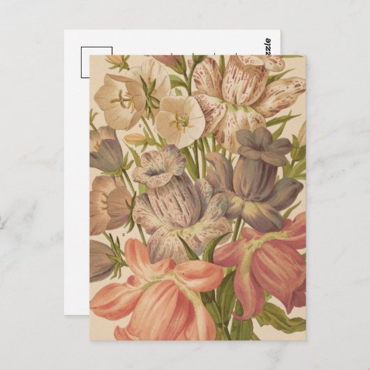 Carte Postale Campanula | George Nicholson (Devant / Derrière)