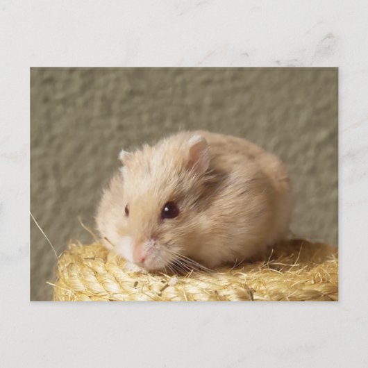 Carte Postale Campbell Nain Hamster Russe, Argente (Devant)