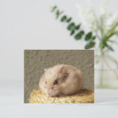 Carte Postale Campbell Nain Hamster Russe, Argente (Debout devant)