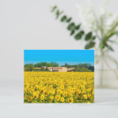 Carte Postale Campi Di Girasole. (Debout devant)
