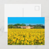 Carte Postale Campi Di Girasole. (Devant / Derrière)