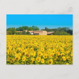 Carte Postale Campi Di Girasole.