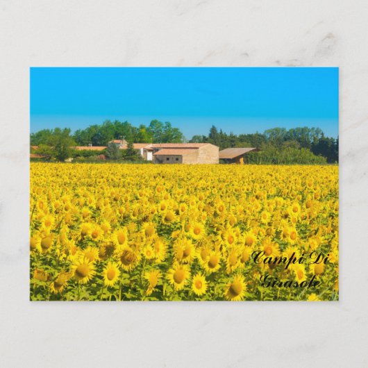 Carte Postale Campi Di Girasole. (Devant)