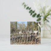 Carte Postale Camping Colonial Williamsburg (Debout devant)