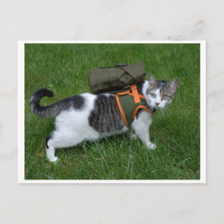 Carte Postale Camping Kitty