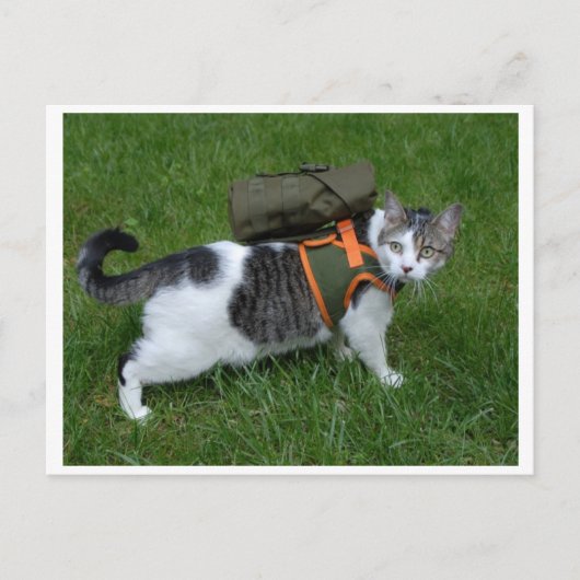 Carte Postale Camping Kitty (Devant)