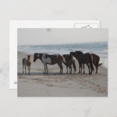 Carte Postale Camping sur l'île d'Assateague (Devant / Derrière)