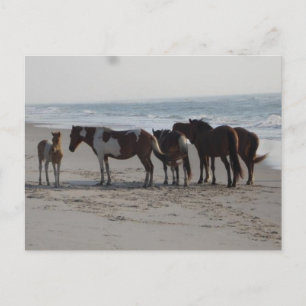 Carte Postale Camping sur l'île d'Assateague