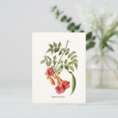 Carte Postale Camsis radicans, Trumpet Vine. (Debout devant)