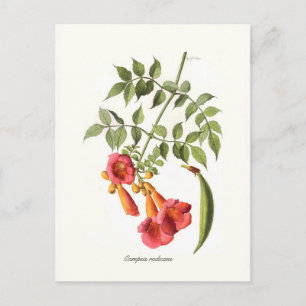 Carte Postale Camsis radicans, Trumpet Vine.