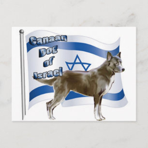 Carte Postale Canaan chien d'Israël