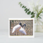 Carte postale Canad Crane (Debout devant)