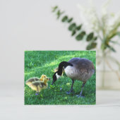 Carte Postale Canada (Debout devant)