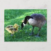 Carte Postale Canada (Devant)