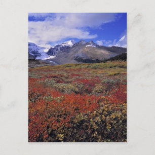 Carte Postale Canada, Alberta, Banff NP. Les Huckleberries fourn