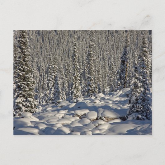 Carte Postale Canada, Alberta, parc national de Jasper. (Devant)