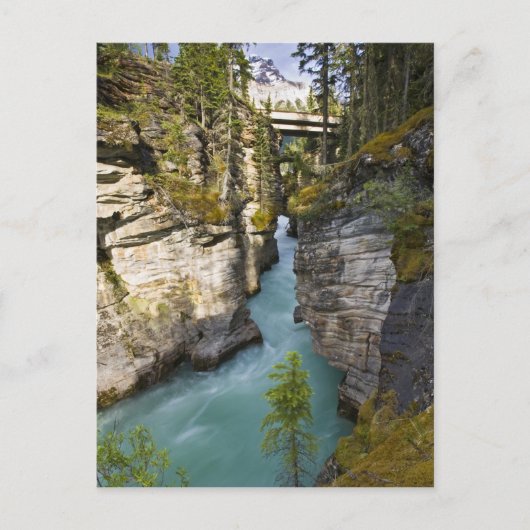 Carte Postale Canada, Alberta, parc national de Jasper, Athabasc (Devant)